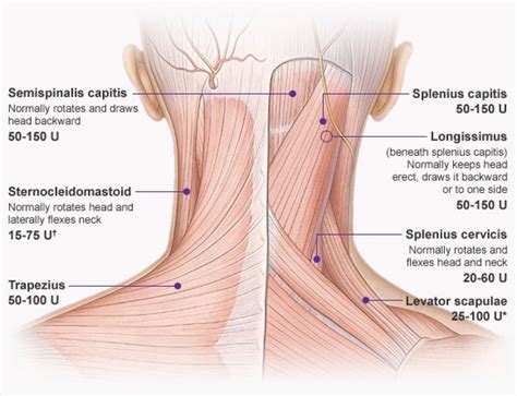 Diagram Of Shoulder And Neck Muscles Beautiful Illustration Of The