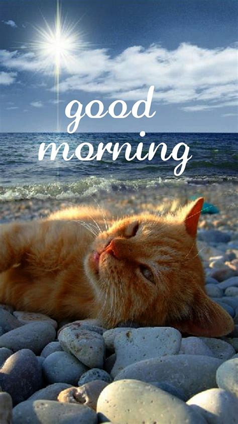 Guten Morgen | Cats, Cute cats, Pretty cats