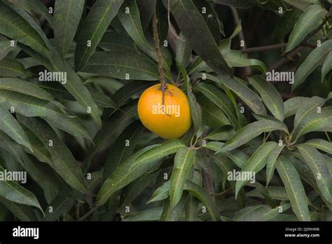 Ripe Mango Tree Hi Res Stock Photography And Images Alamy