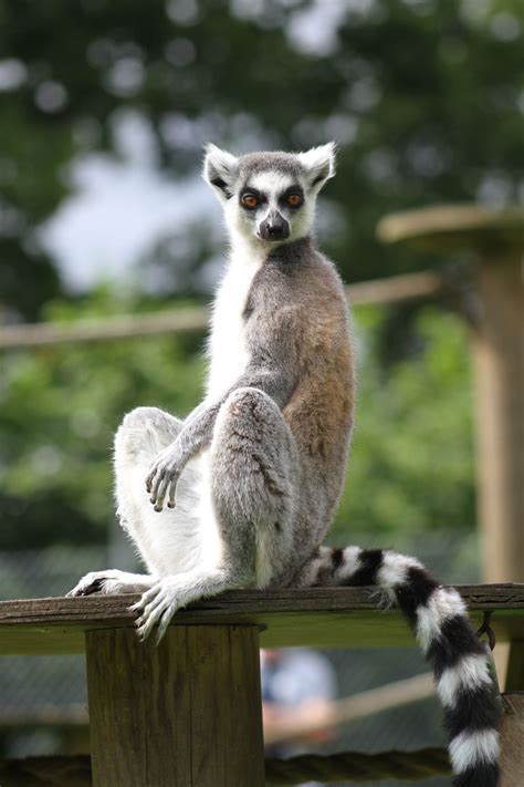 Ring Tailed Lemur At Africa Alive Suffolk Africaalive Suffolk Zoo