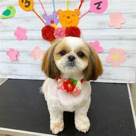 Gone to the dogs is the only pet supply in wakefield, ma with a strong emphasis on holistic natural care. Shih Tzu Puppies For Sale | Boston, MA #327394 | Petzlover