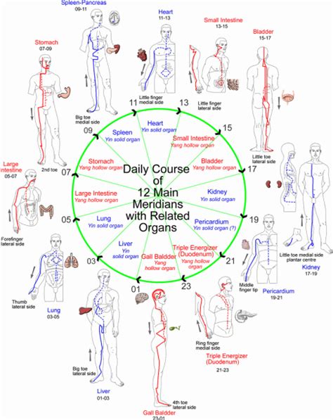 Meridians Of The Body Diagram