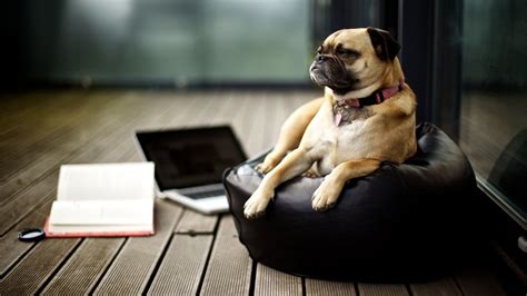 Silahkan kunjungi postingan funny dog pictures wallpaper untuk membaca artikel selengkapnya dengan klik link di atas. Business Dog | Full HD Desktop Wallpapers 1080p