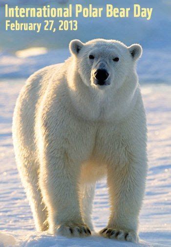 International Polar Bear Day Artofit