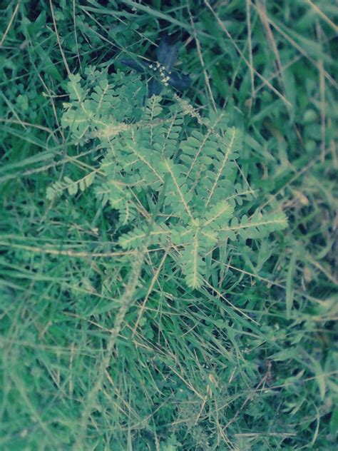 Gambar terkait dengan gambar daun serut. Gambar Daun Meniran Terlengkap | Kumpulan Gambar