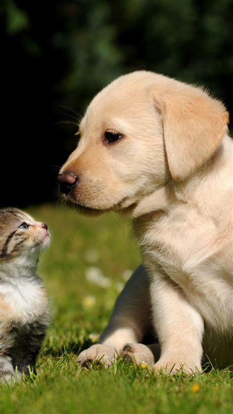 Dogs And Cats Cute Wallpapers Wallpaper Cave