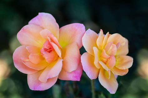 2019 Portland Rose Festival Rose Is Abundant Apricot ‘sun Shower
