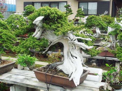 30 Of The Most Beautiful Bonsai Trees Ever