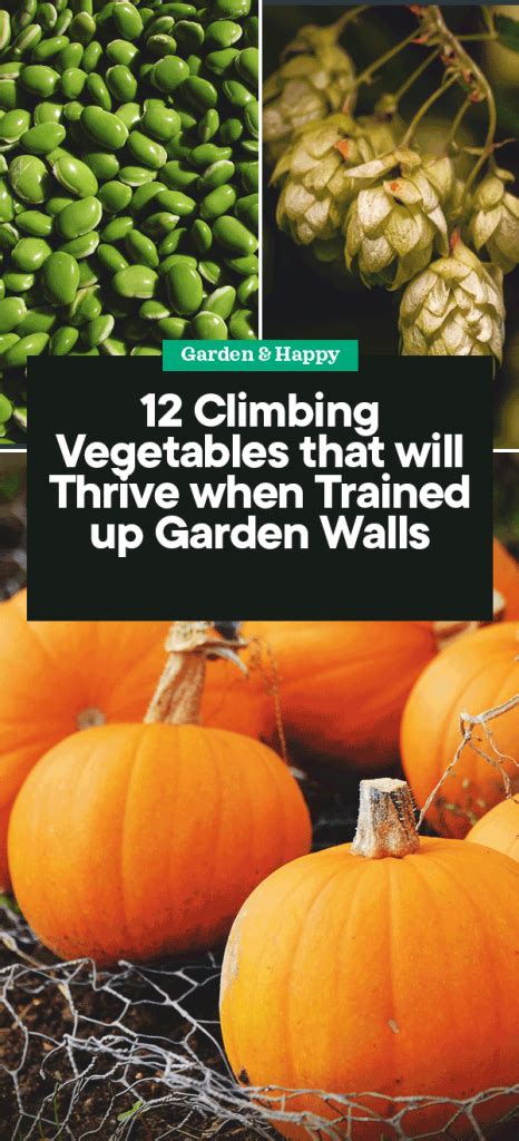 12 Climbing Vegetables That Will Thrive When Trained Up Garden Walls