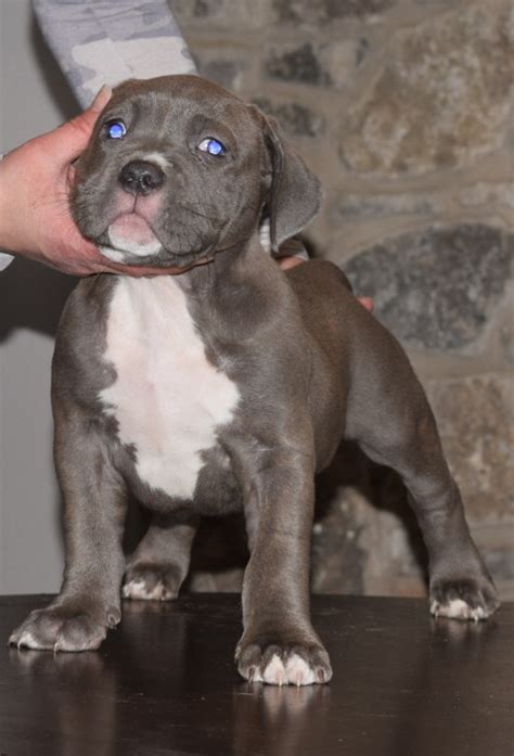 Feel free to browse hundreds of active classified puppy for sale listings. XL AMERICAN BULLY PUPPIES FOR SALE Archives - Mugleston ...