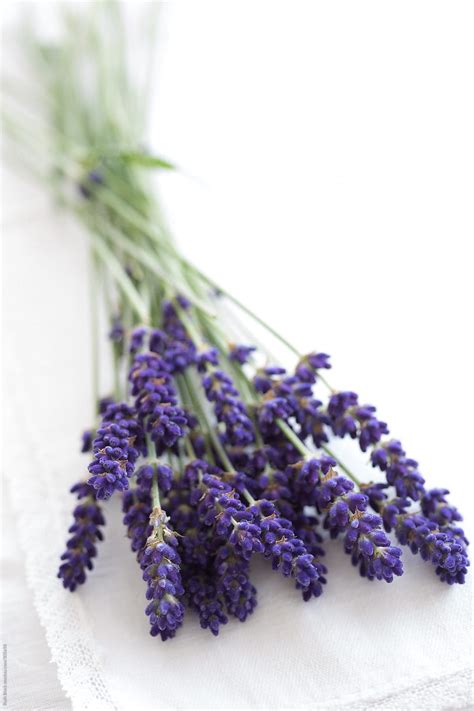 Fresh Lavender Sprigs By Stocksy Contributor Ruth Black Stocksy