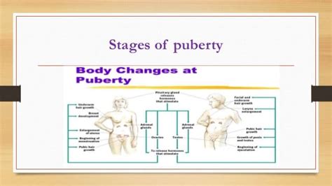 Report Stages Of Puberty
