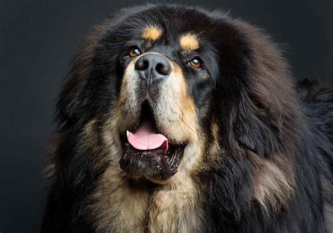 20 Facts About Tibetan Mastiff Dogs You Should Know About
