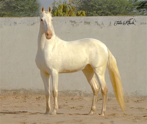Pin By Ch Rjr On Horses Akhal Teke Horses Horse Breeds Horses