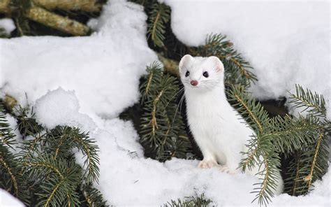 6 Stoat Hd Wallpapers Backgrounds Wallpaper Abyss