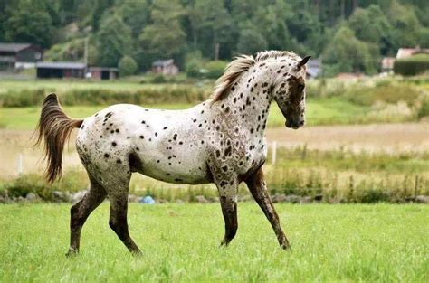 Cavalo Uma Paixão Curiosidades Da Raça Appaloosa
