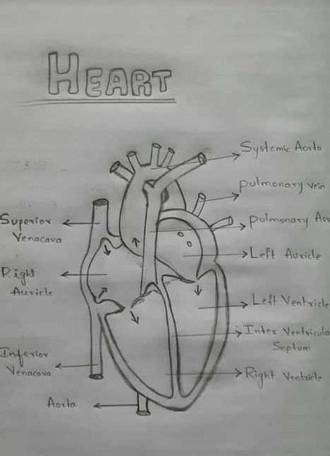 How To Draw Internal Structure Of Human Heart Easy Version Artofit