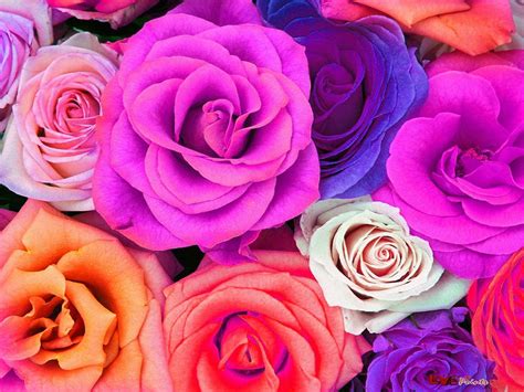 Colorful Flowers Wallpaper Colorful Flowers Wallpapers Hd
