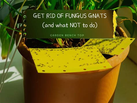 How To Get Rid Of Fungus Gnats For Good And What Not To Do