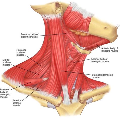 A typical muscle has a central portion called the belly and two or more attachment ends with tendons; Neck muscles scalene muscle and digastric muscle anatomy ...