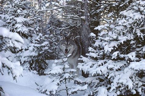 A Timber Wolf Is Camouflaged Amid Snowy Trees In Minnesota Creatures