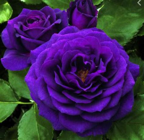 Rare Dark Purple Rose Flower Tree Plant 3 10 20 Or 30 Seeds Etsy