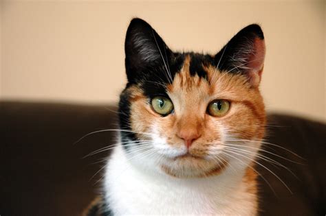 Free Calico Cat Stock Photo