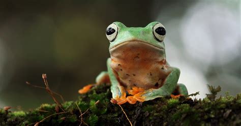 Pet Frogs Can Keep You Hopping