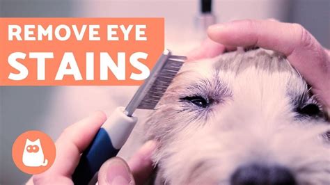How To Clean A Dogs Eye Stains Ocular Hygiene Yeux De Chien