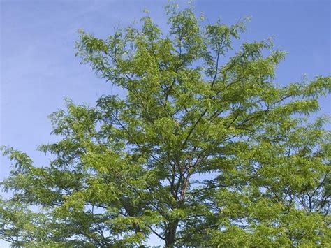 Honeylocust Trees Landscaping Uses Blog Arbor Valley Nursery