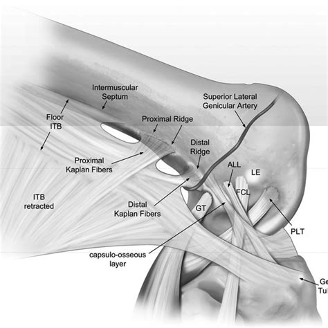 Lateral View Of A Dissection Of A Right Knee Demonstrating The