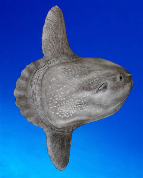 Er wurde an einem ostseestrand bei poel entdeckt. Der Mondfisch Mola mola
