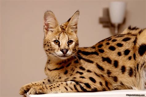 Serval Kucing Eksotis Dari Afrika Info Terkini