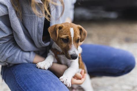 Sintetiza Más De 64 Imágenes Sobre Perdida De Uñas En Perros El