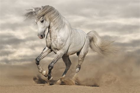 White Horse Running Hd Wallpaper Wallpaper Flare