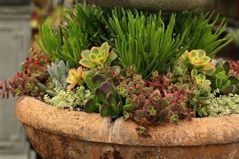 When choosing your plants, be aware they might have varying light and care requirements. How to Plant Beautiful Succulent Gardens in 5 Easy Steps ...
