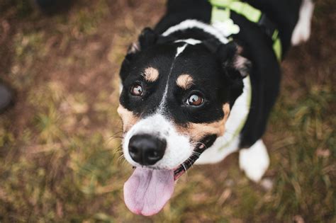 Black White And Brown Short Coated Dog · Free Stock Photo