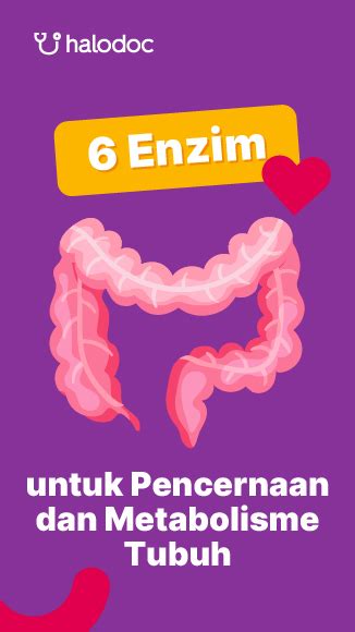 Mengenal Enzim Pepsin Zat Penting Dalam Sistem Metabo Vrogue Co