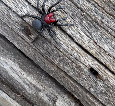 Val On Twitter Rt Invertophiles Red Headed Mouse Spider Wandering