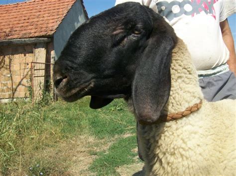 Ovce Rase Cigaja U Osijeku