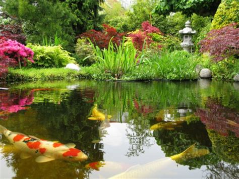 Koi Ponds In Lancashire Landscaping In Lancashire By World Of Hedges