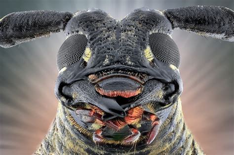 Face your fears: extreme creepy-crawly close-ups - in pictures ...