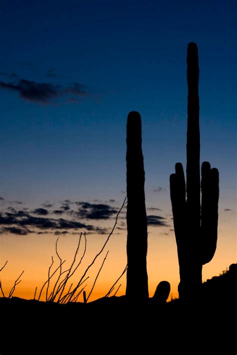 Saguaro Cactus Sunset Silhouette Etsy
