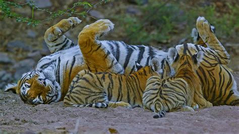 Royal Bengal Tiger Facts Habitat And Information In Nepal