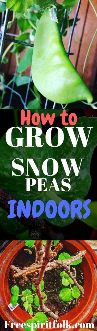 How To Grow Snow Peas Indoors Growing Snow Peas Indoor Garden Indoor Vegetable Gardening