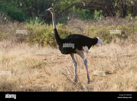 Male Somali Ostrich Standing Struthio Camelus Molybdophanes Stock