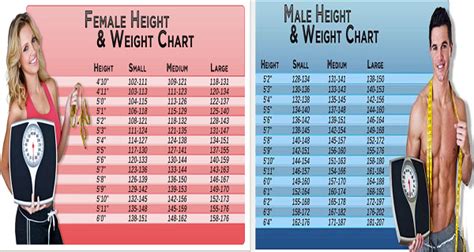 Mini Aussie Weight Chart Gimera