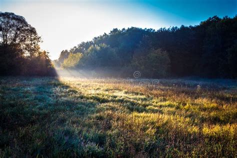 Sunrise On Misty Meadow In The Forest Stock Photo Image Of Sunrise