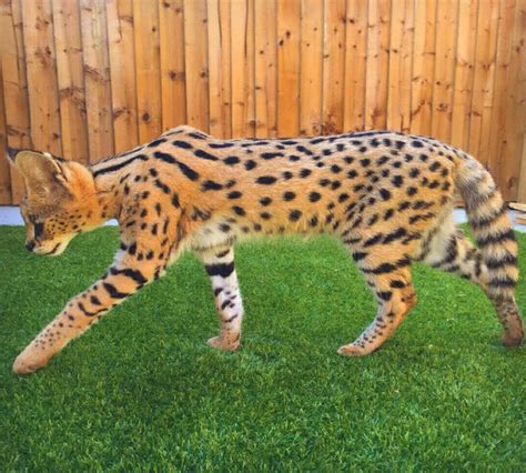 Jenna Reyes Rumor Lynx Cat Domestic For Sale