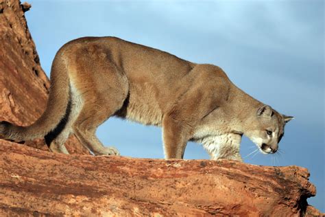 Cougar Spotted In The Canyon Cover Area In Holladay Kutv